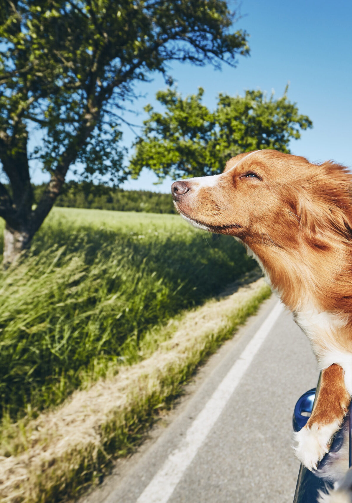 Dog travel by car. Nova Scotia Duck Tolling Retriever looking through window on road.